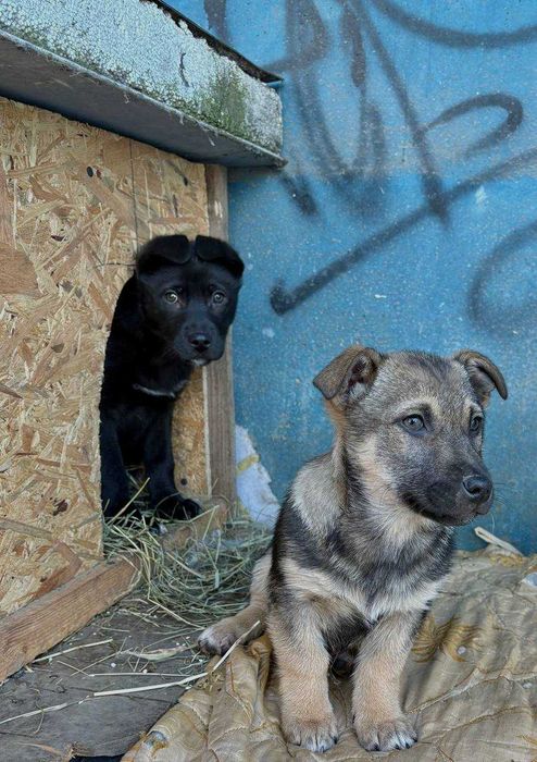Крихітна дівчинка, 3 місяці, шукає родину!