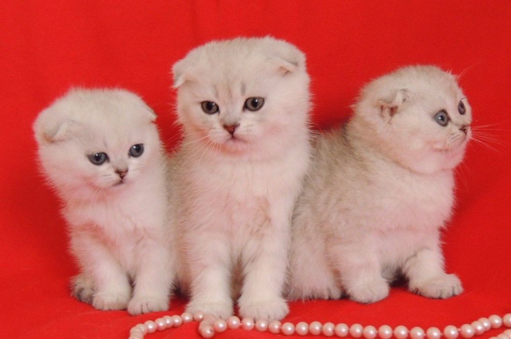 Роскошный вислоухий кот вязка