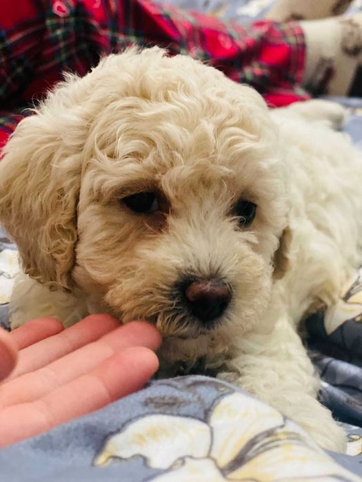 Чудові цуценятка мальтіпу з доставкою у Ваше місто