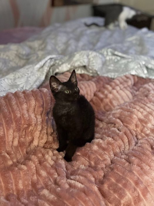 Кошенята дуже бажають до вас