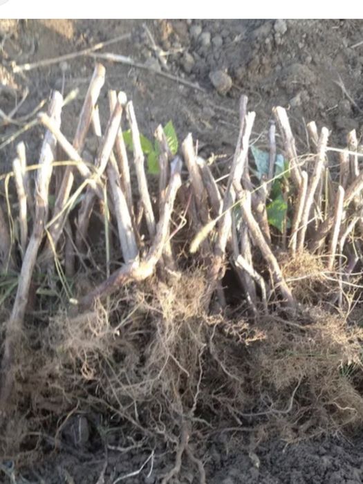 Садженці малини ремонтантної