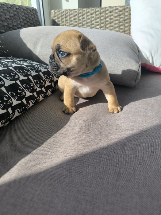 Buldogue Francês  Fawn -  Macho