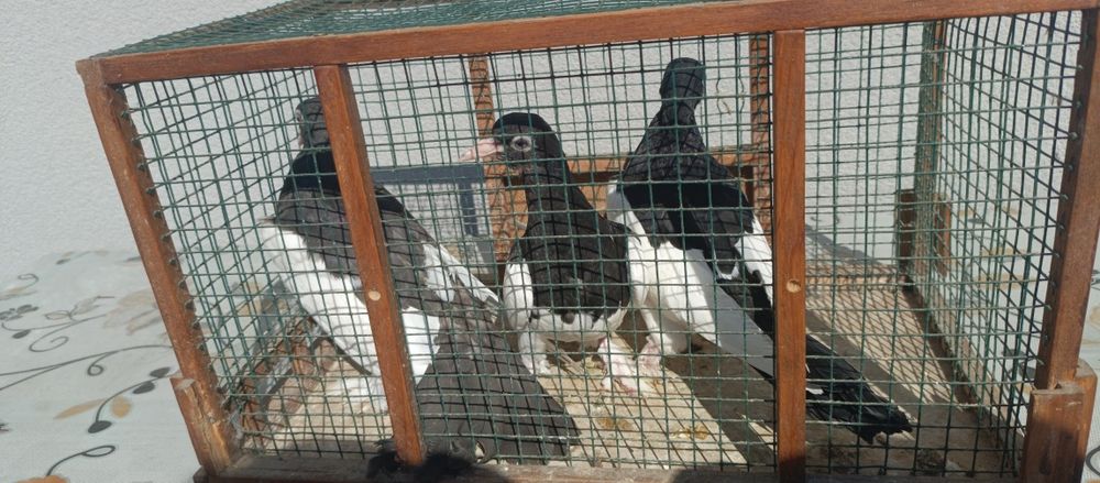 Golębie ladne ozdobne