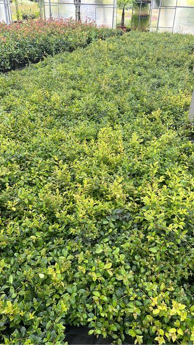 Eugênia Myrtifolia Newport - 50/100cm