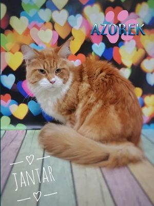 Strzyżenie czesanie kotów Fryzjer dla kota koci Katowice Chorzów Bytom