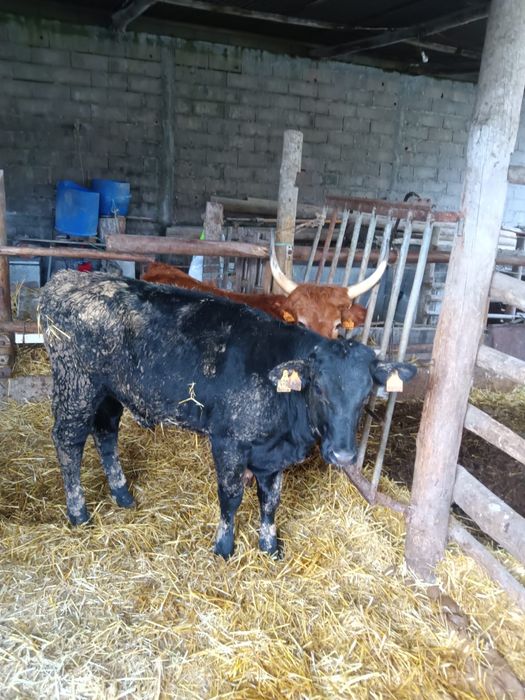 Lote de vitelas limousines e cruzadas de limousines