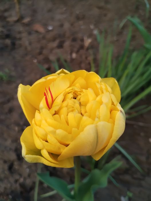 Цибулина тюльпана піоноподібного