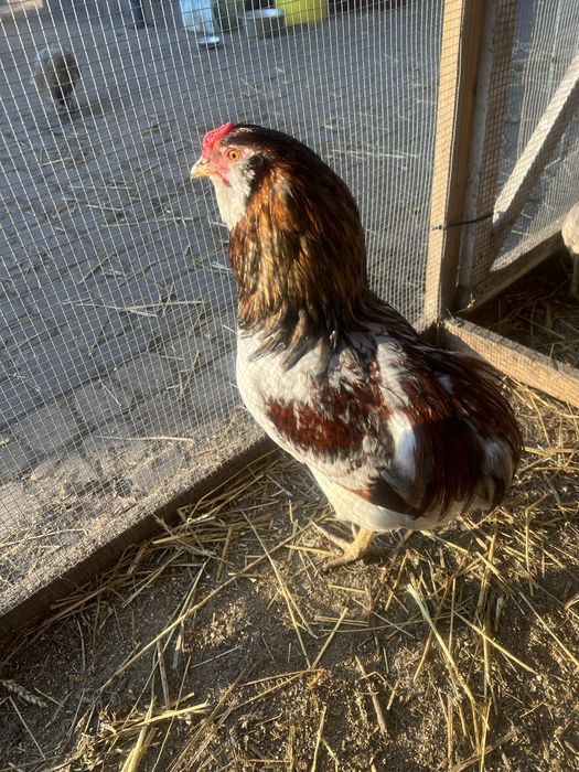 Araucany, kogut, koguty, kury, rasa ozdobna