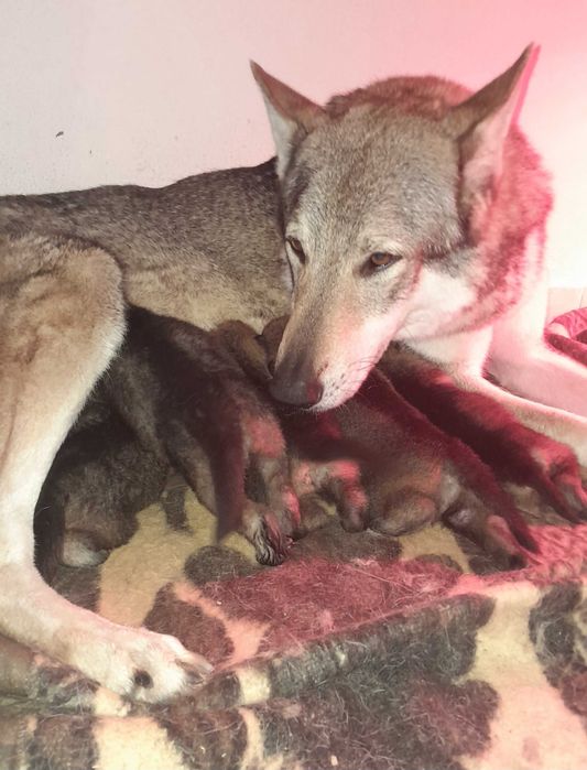 Cão Lobo Checoslovaco Fêmea