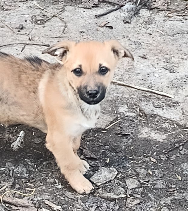 Дружелюбні цуценята