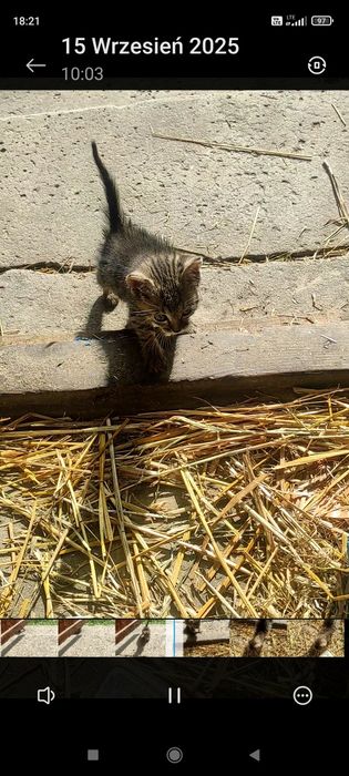 Oddam już półroczną kotkę
