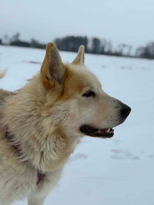Sigma, starszy psiak siedzi w boksie  za niewinność