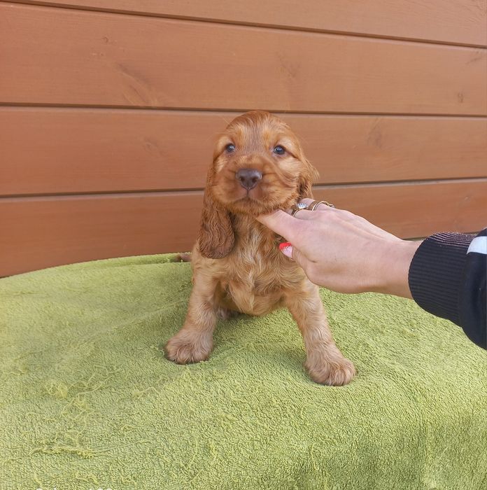 Cocker Spaniel Angielski Gotowy do odbioru