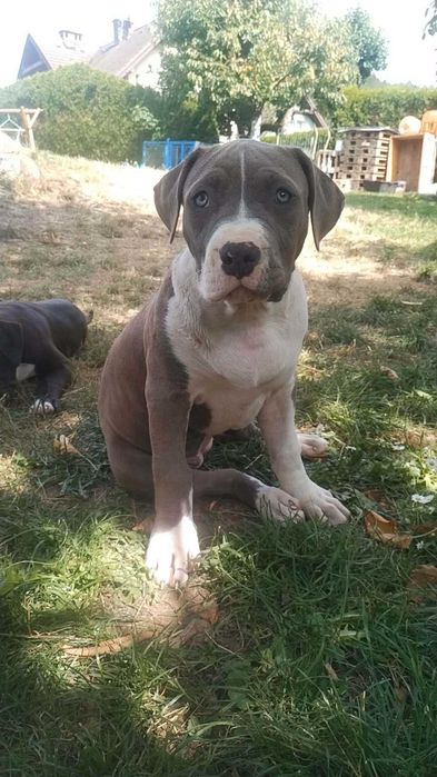 American Bully XL suczka ABKC