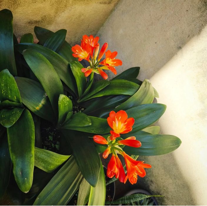 Clivia, Planta, Flor, jardim, decoração, beleza, natureza