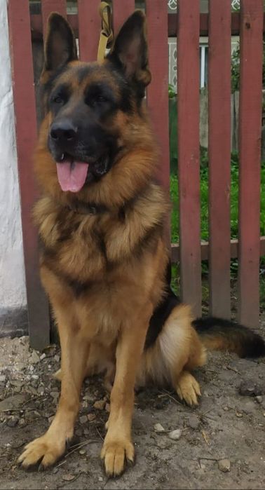 Продам цуценят німецької вівчарки