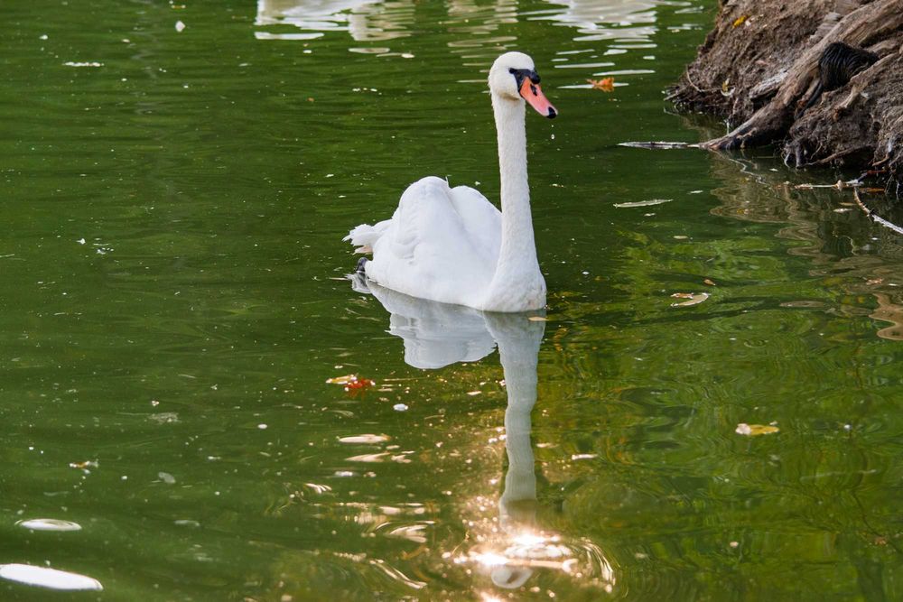 Nikon 55-300mm f/4.5-5.6G VR AF-S
