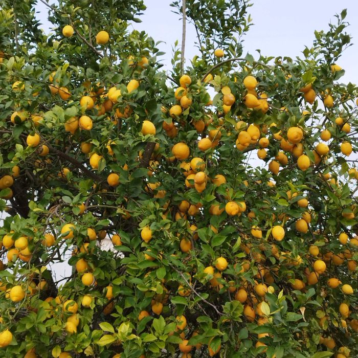 Limões sumarentos sem produtos químicos e sem conservantes!