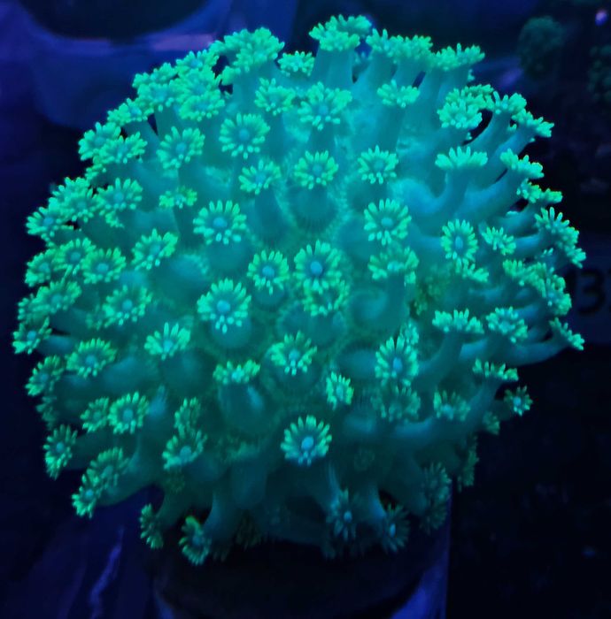 Akwarium morskie - Goniopora stokesi