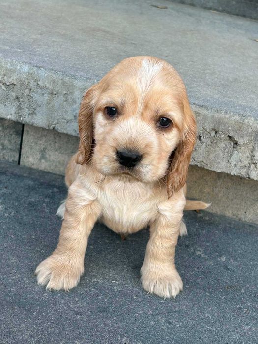 Cocker spaniel  angielski suczka