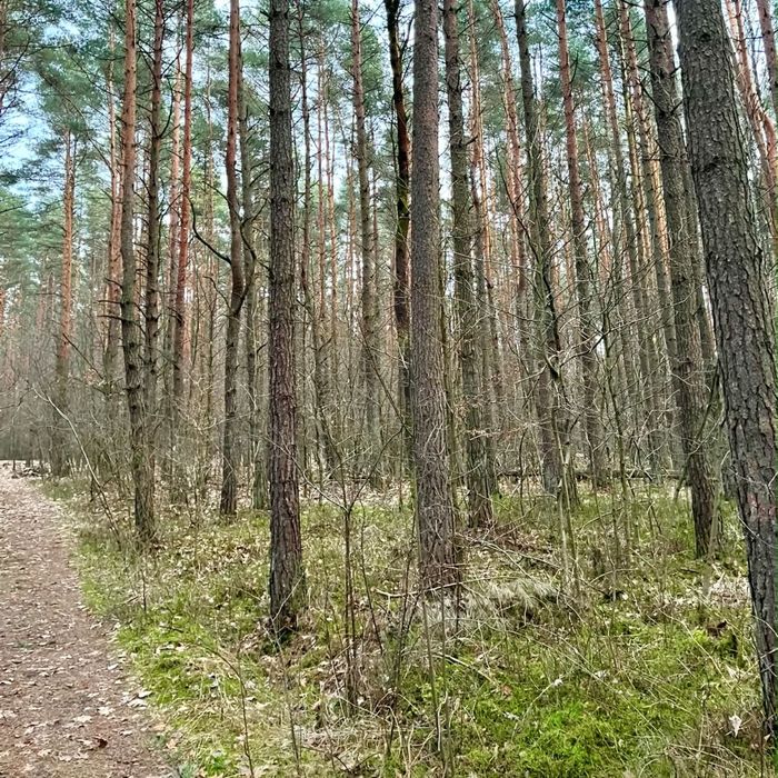 Działka Leśna 1.6 ha - Widok 3