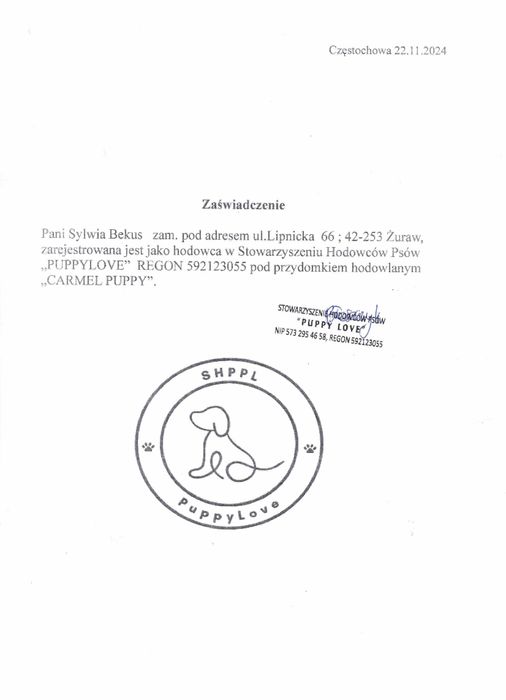 Maltipoo szczeniaczek z certyfikatem