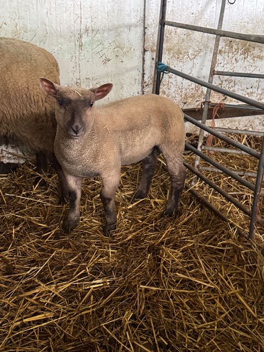 Borrego PURO mouton vendeen