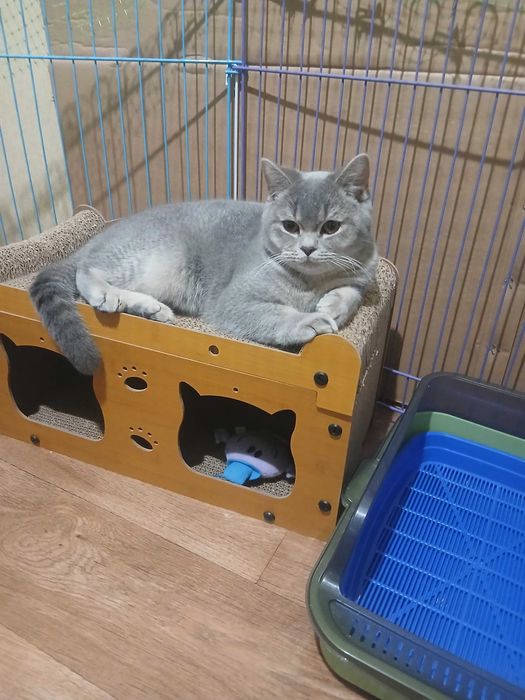 Кот приглашает на вязку