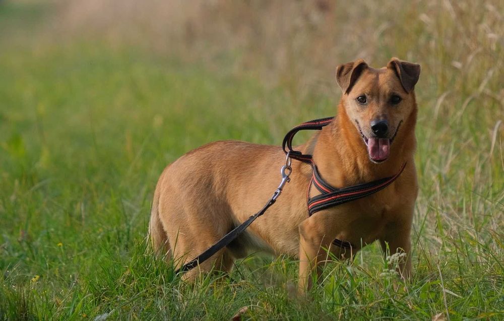 Daglas, pilny dom dla lękliwego tłuścioszka