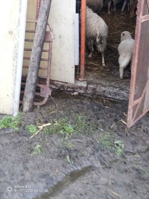 Gado de alta qualidade