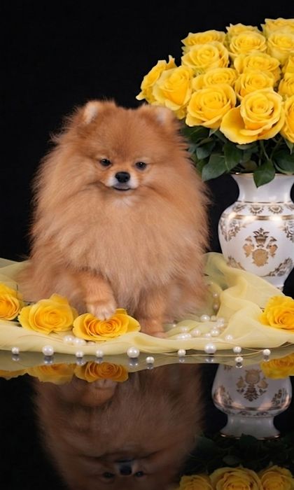 Хлопчик померанський шпіц КСУ.