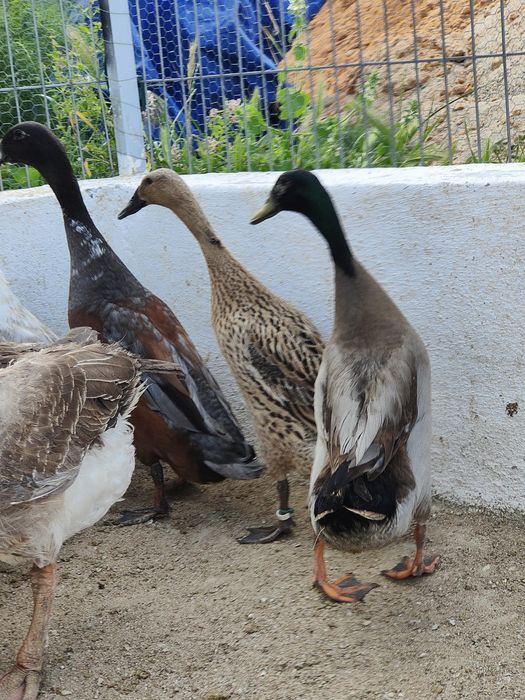 Pato corredor Indiano macho