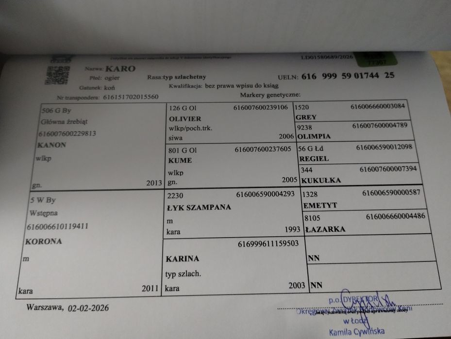 Sprzedam malowanego ogierka KARO