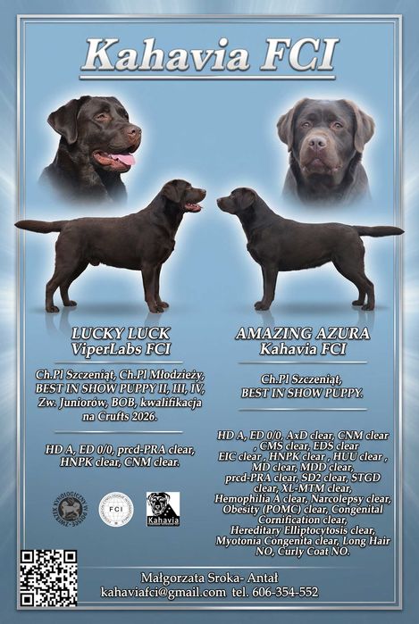 Labrador Retriever ZKwP/FCI- czekoladowy piesek