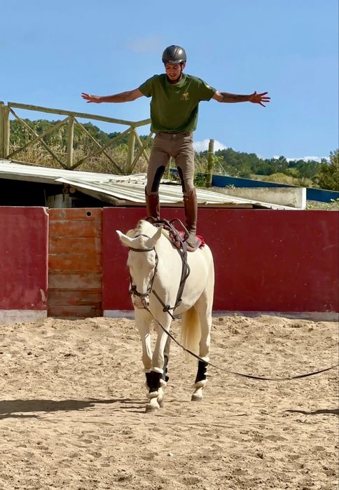 Perfectly  Horse 6 years old.   Cavalo Isabel