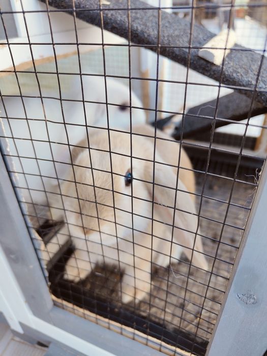 Coelhos belier orelhudos