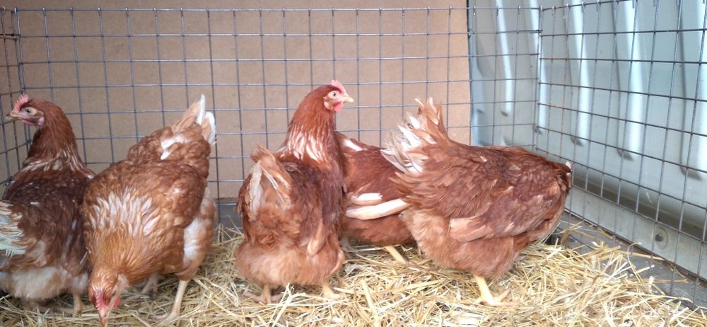 Kury Nioski Novogen 23 tygodnie,zaczynają nosić! Wysyłamy!