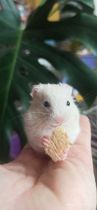 Хом'як ангорський, домашній