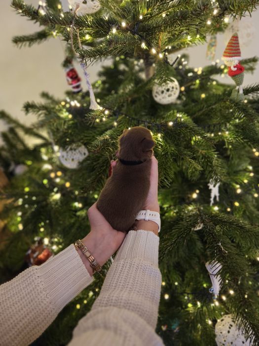 Chihuahua czekoladowy chłopiec