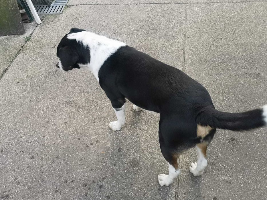 Toni procura novo dono/ para Adoção/ Maia