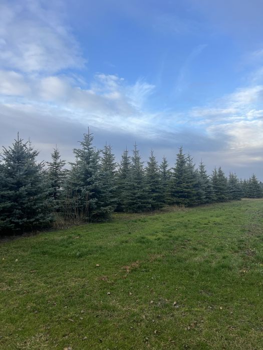 Duze Swierki srebrne choinki wlasna hodowla