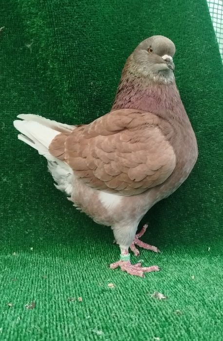 Sprzedam gołębie kingi