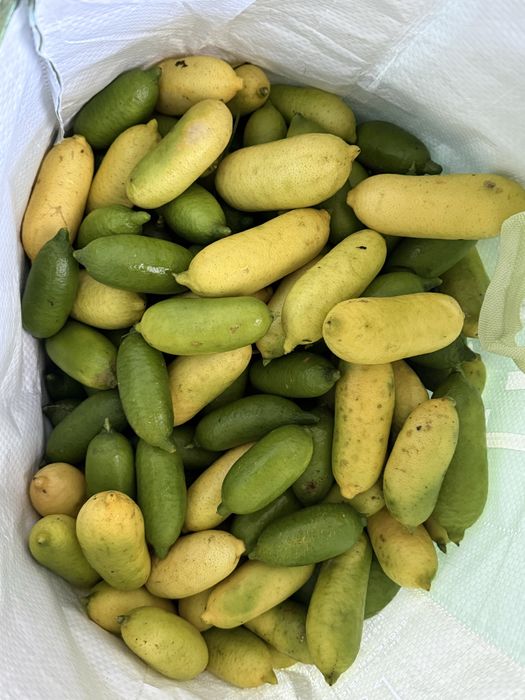 Limão Caviar produção nacional