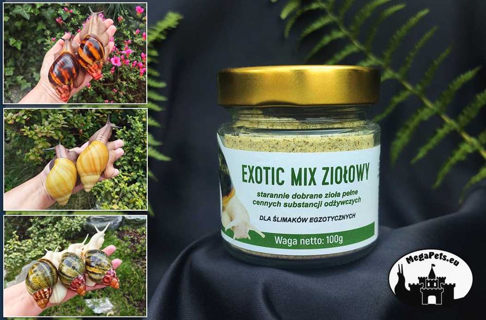 Zestaw 5 + 1 GRATIS! Achatina Lissachatina Archachatina Suplementy