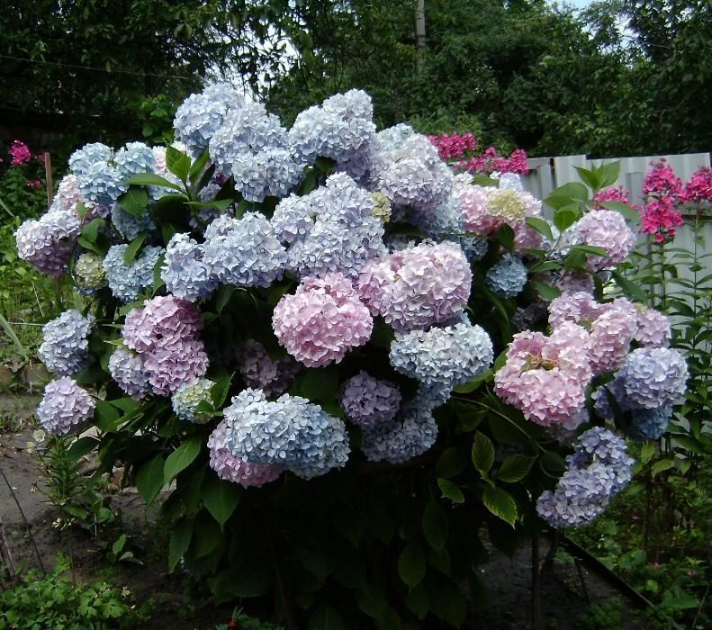 Гортензия садовая многолетняя
