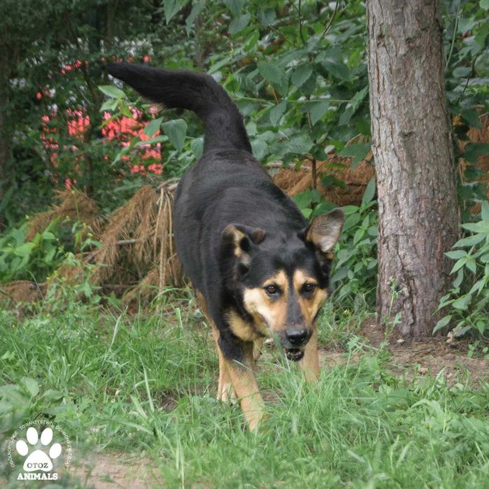 Miła i radosna sunia Niusia do adopcji!