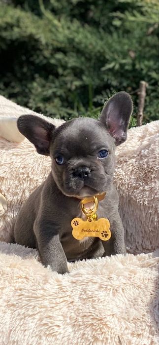 Мальчишка французский бульдог мини голубом окрасе без игры