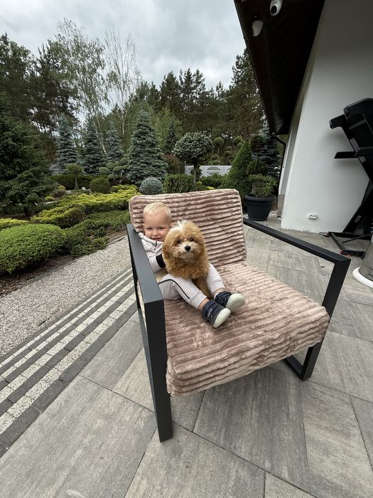 Maltipoo - cudny chlopiec
