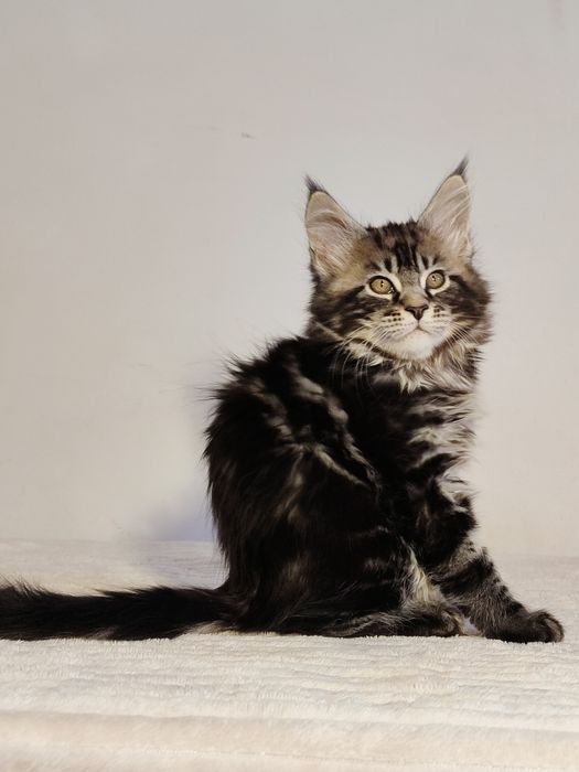 Мейн-кун хлопчик