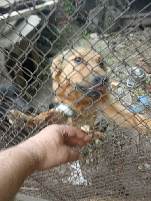 Отдам бесплатно суку 2года и  щенка 7 месяцев.